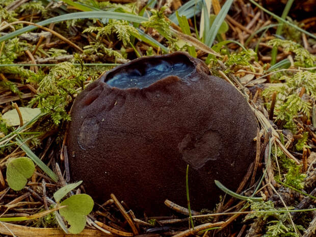 На Урале нашли редкий гриб из Красной книги, способный вернуть молодость