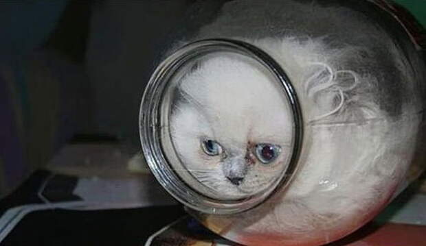Коты в жидкой форме
