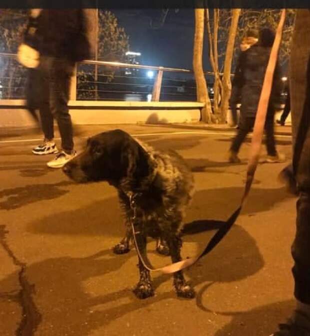 В Северном Тушине спасли собаку, упавшую в канал имени Москвы