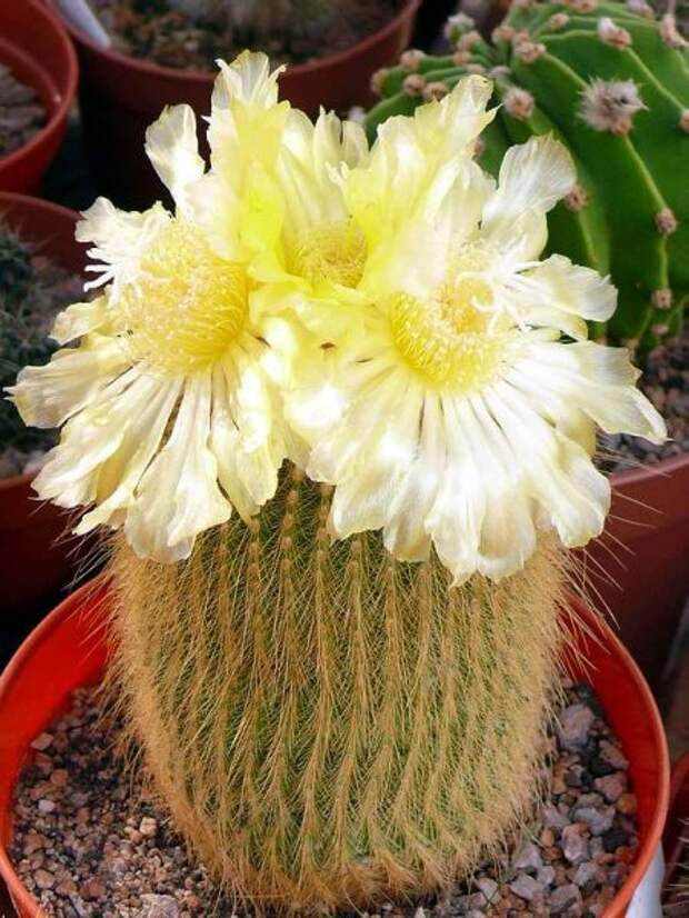 Пародия Ленингхауза