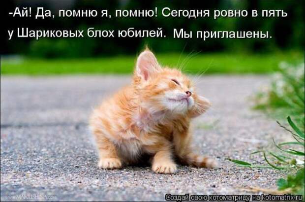 Котоматрицы(картинки с надписями)