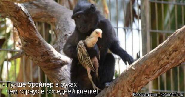 Лучшие котоматрицы недели (50 фото)