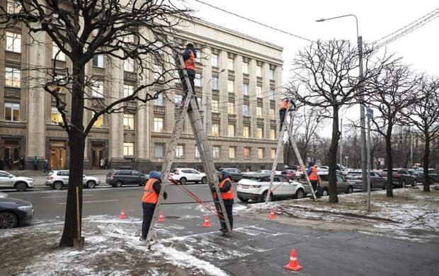 Петербургским деревьям поправляют "шевелюру"