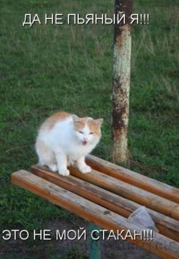 Сборка котоматриц