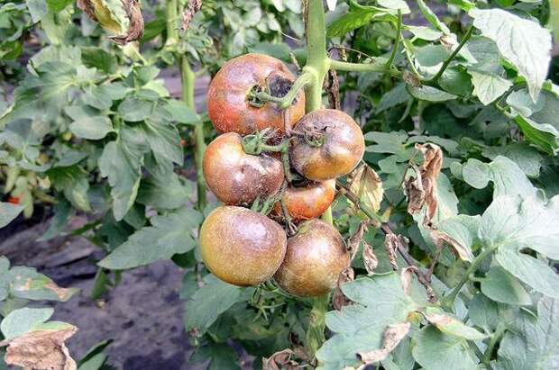 Спасаем томат. Как защитить растения от фитофтороза?