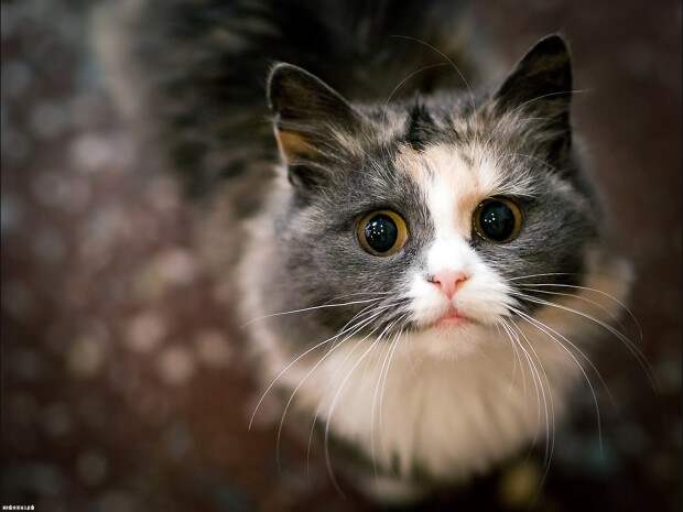 7 самых любопытных фактов о взаимоотношениях человека и кошки
