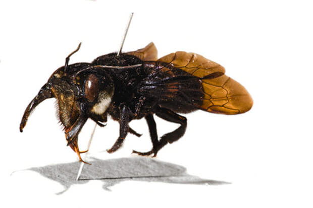 Megachile pluto