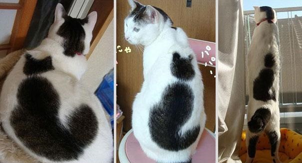 Рекурсия – кот на коте (2)