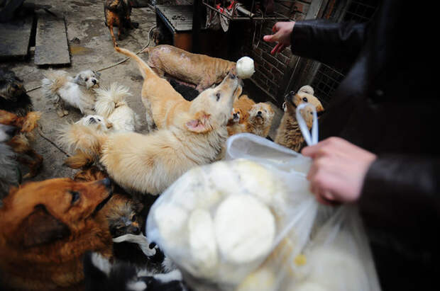 Китаянка выкупает собак на фестивале собачьего мяса китай, собаки, спасение животных