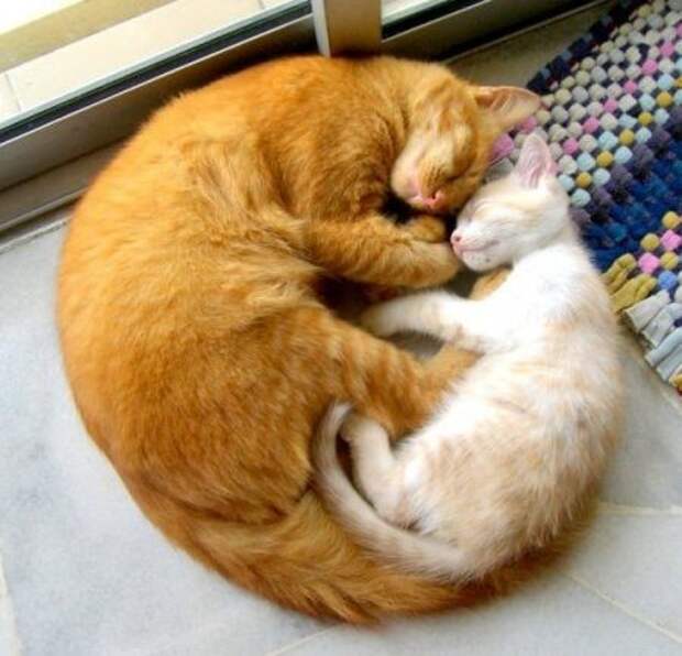 Кошачьи обнимашки