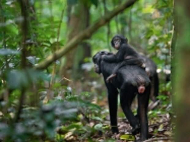 Малыш Ульрих едет на своей матери, Уме, до следующего места кормежки. Бонобо проводят много времени на земле, наслаждаясь эксклюзивным правом на растительную пищу, которую на правом берегу реки Конго приватизировали гориллы.