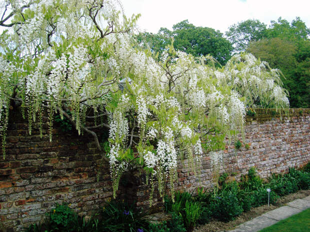 Сады  Сисинхест (Sissinghurst) 