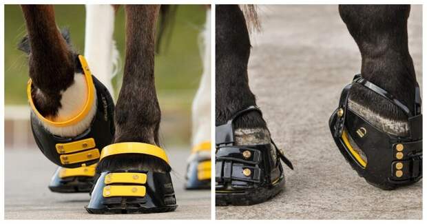 Кроссовки для лошадей