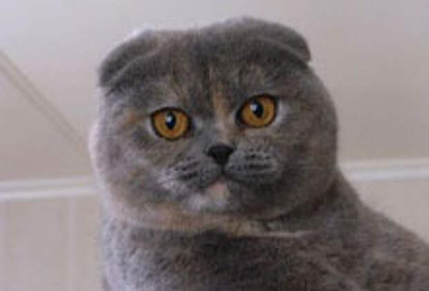 кот с четырьмя ушами. кошки с маленькими ушами. котята с висячими ушками. котенок британский с купированными ушами. шотландская вислоухая кошка серая.