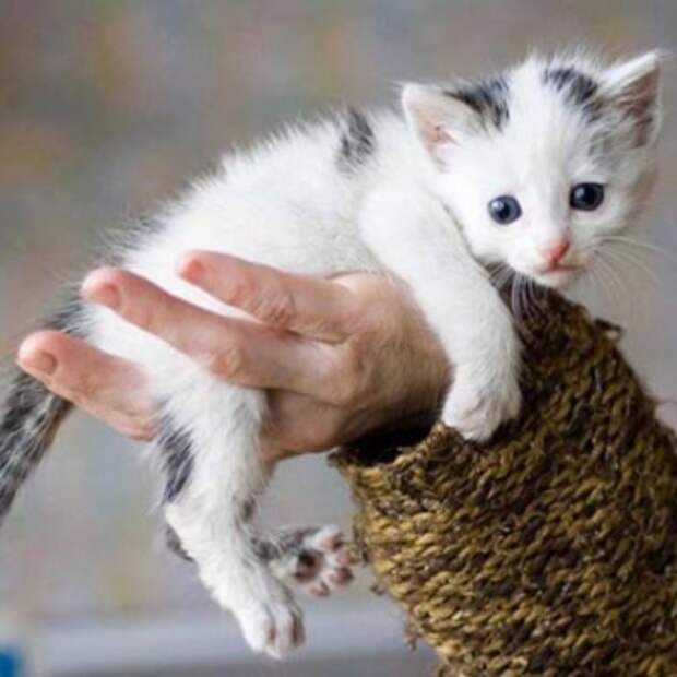 Капли от блох для котят: обзор отечественного рынка