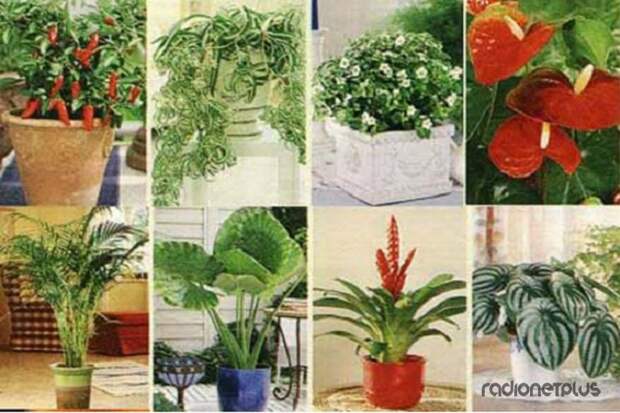 Ваше счастливое комнатное растение