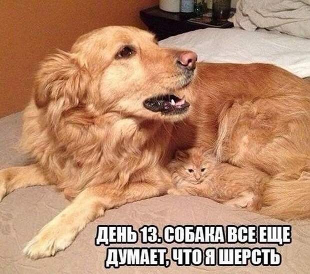 Кошка плюс собака: милые и смешные приколы с животными