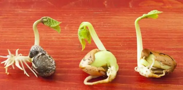 Как правильно прорастить семя? Советы по прорастанию семян