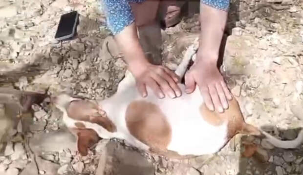 Даже животными не назвать, те и то милосерднее: в Сочи живодеры выбросили в окно беременную собаку