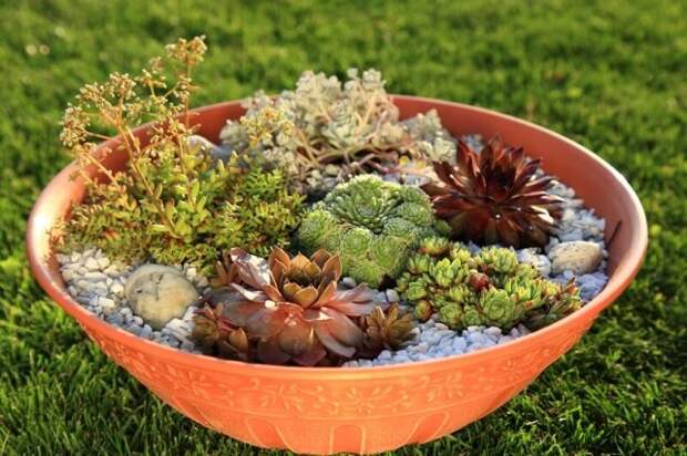 суккуленты в миске