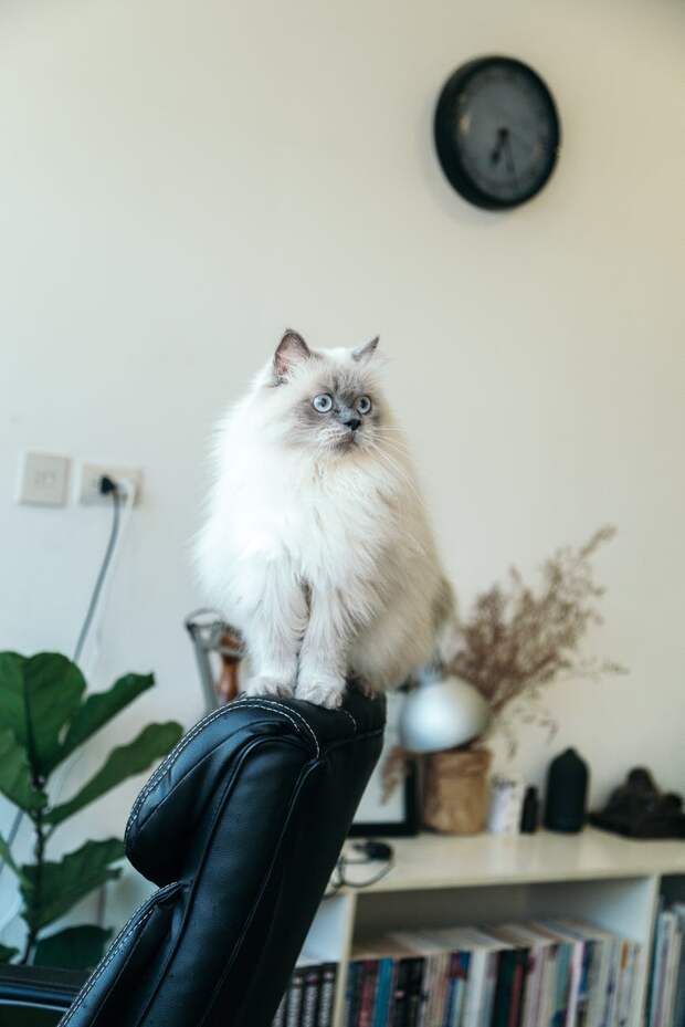 кошка на фото
