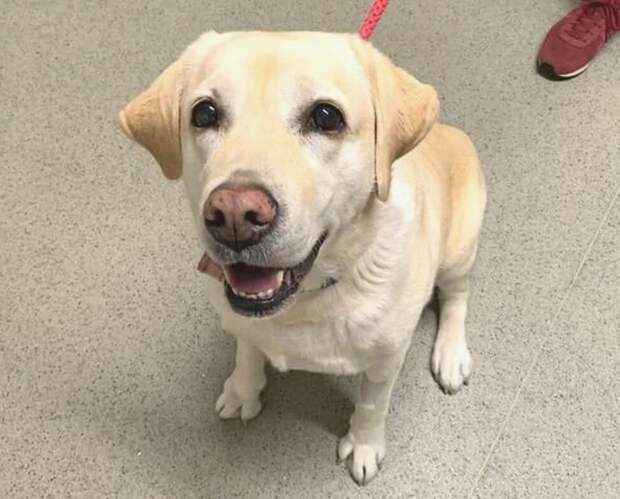 В Новосибирске ветеринарные врачи вытащили из лабрадора трусы и разбили семью