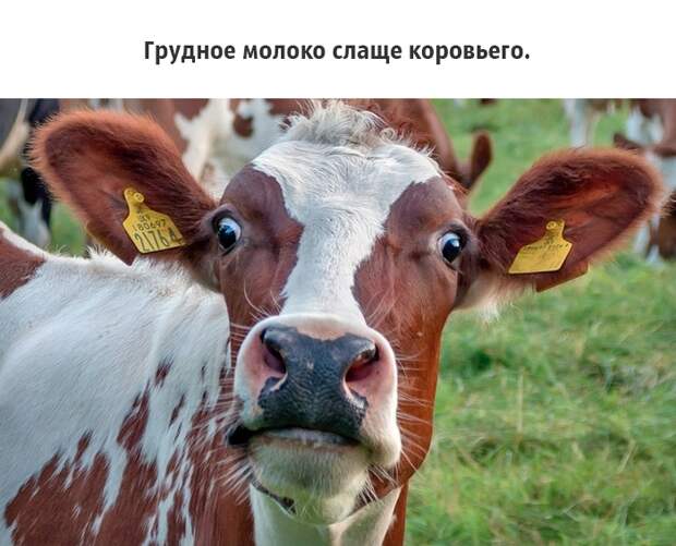 25 малоизвестных фактов о груди, которые должен знать каждый грудь, факты