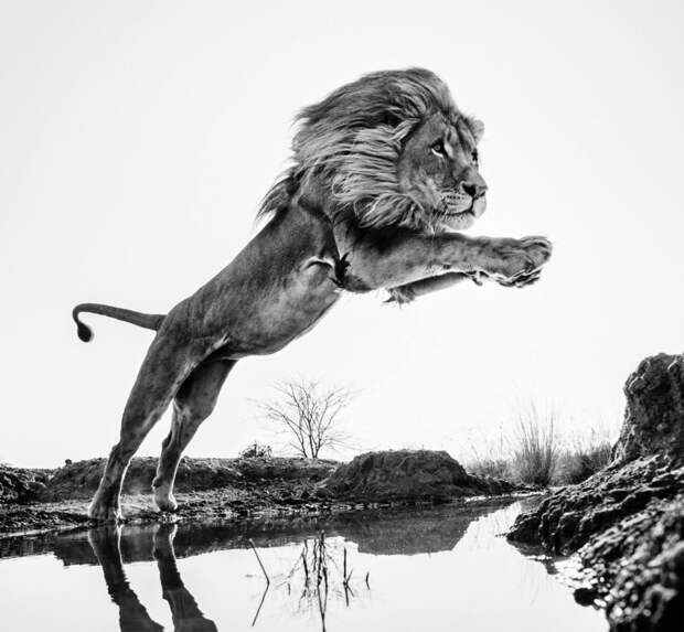 15 ошеломительных фото дикой природы от любимого фотографа принца Уильяма 