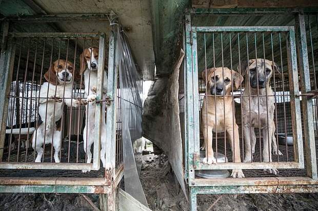В Северной Корее запретили держать собак, а собаководов объявили вне закона