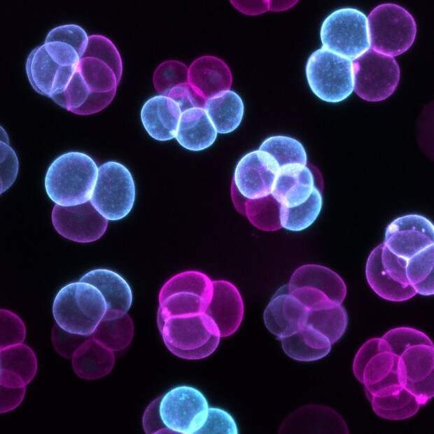 Победители конкурса микрофотогарфии Small World Photomicrography 2016