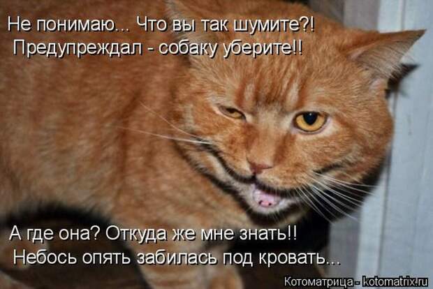 Лучшие котоматрицы недели (50 фото)
