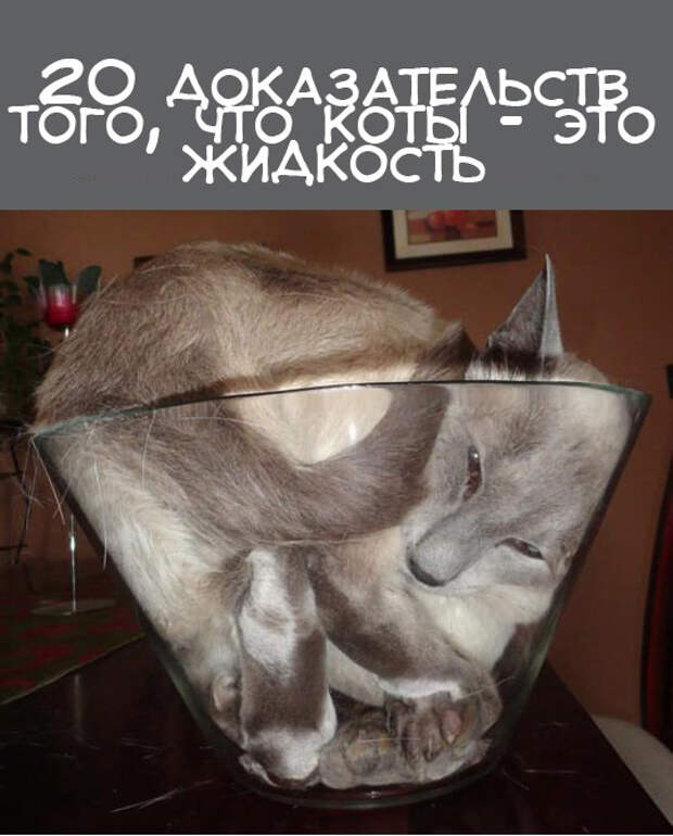 Коты в жидкой форме