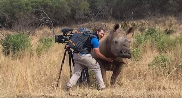 Дикий носорог подошёл к оператору и потребовал погладить ему брюшко животные, носорог