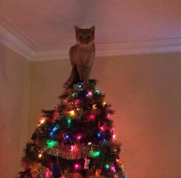 Почему я не очень люблю котов? коты, юмор