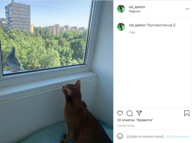 Фото дня: ментальное противостояние зверей в Ховрине