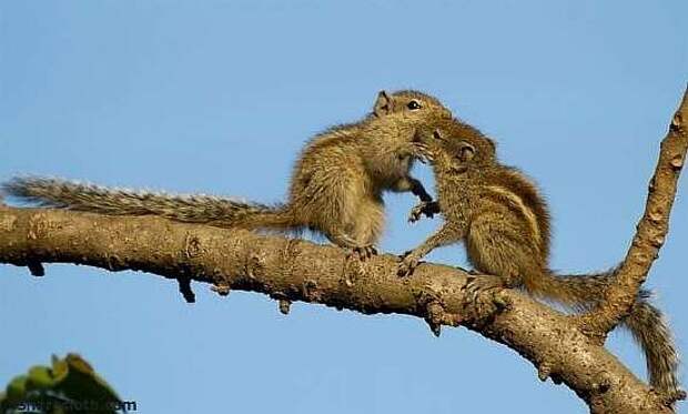 chipmunks-kissing