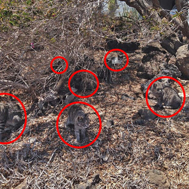 find-hidden-cat-camouflage-hide-and-seek-catouflage-165