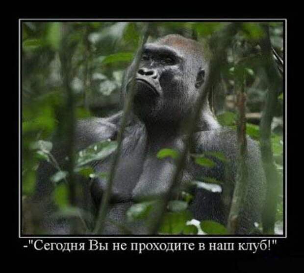 Смешные и забавные демотиваторы 