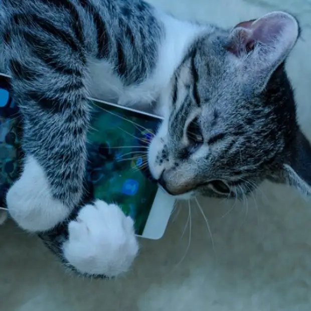 7 странностей кошачьего поведения и их научное объяснение