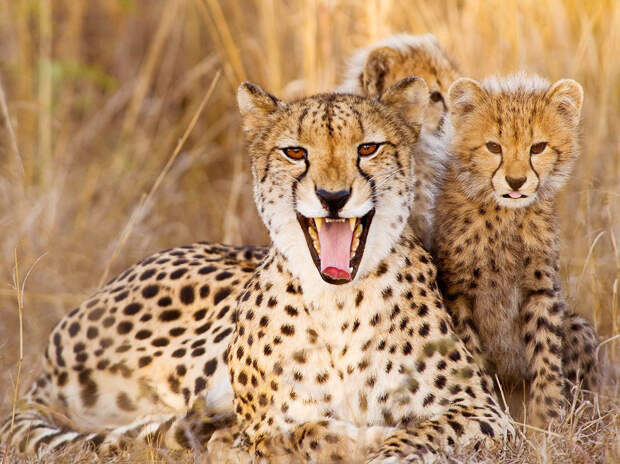 Лучшие фото National Geographic Лучшие фото National Geographic
