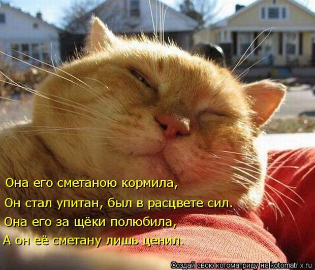 Котоматрица: Она его сметаною кормила, Он стал упитан, был в расцвете сил. Она его за щёки полюбила, А он её сметану лишь ценил.