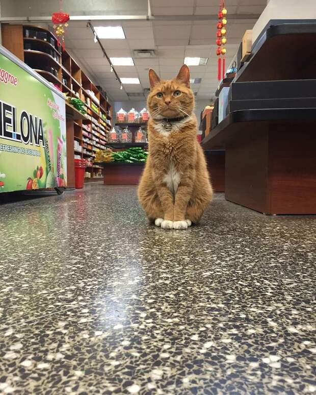 Рыжий кот Король Бобо в китайском магазинчике 1