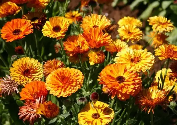 7 шикарных цветов-самосеек для ленивого садовода, которые украсят любой участок