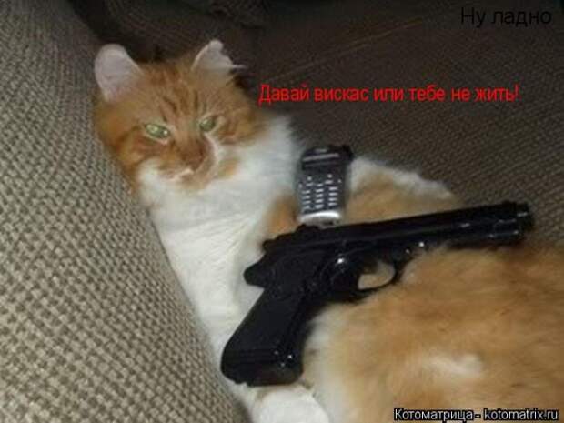 Лучшие котоматрицы недели (50 фото)