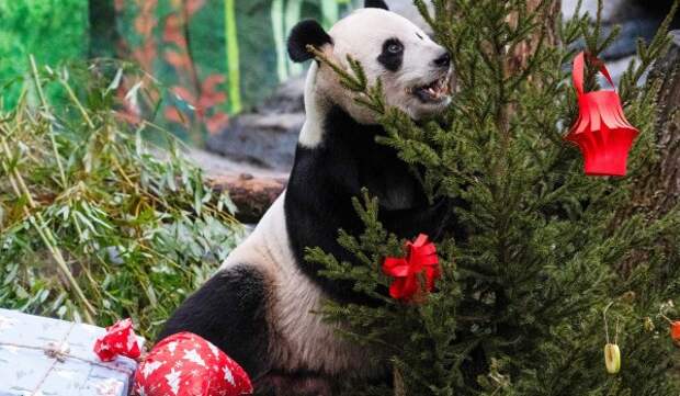 Московский зоопарк подготовил экскурсии и квесты в честь китайского Нового года