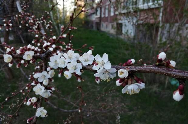 Садовод Самойлова рассказала, какие заморозки опасней — апрельские или майские
