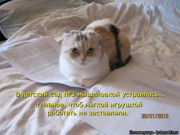 Лучшие котоматрицы недели (50 фото)