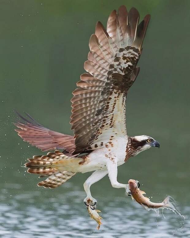 s1200 (560x700, 219Kb)