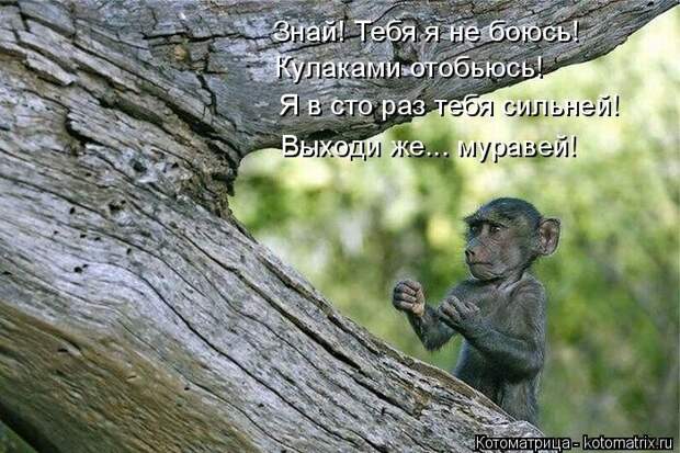 Лучшие котоматрицы недели (50 фото)