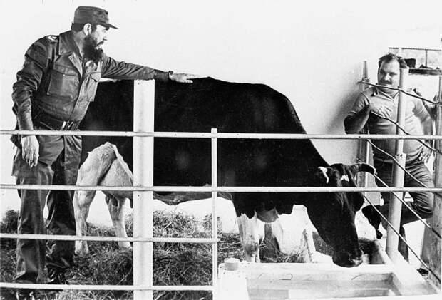 Фидель Кастро гладит корову Убре Бланка, чье имя означает «белое вымя». / Фото: www.atlasobscura.com